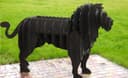 3D Lion BBQ Grill Metal Art - Free CNC Plasma Cutting Vector