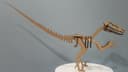 3D Raptor Dinosaur Skeleton Laser Cut Vector Plan DXF