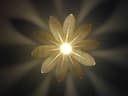 Elegant Flower Pendant Lamp Laser Cut File Vector