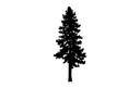 Evergreen Pine Tree Silhouette Vector File for CNC