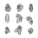 Hand-Drawn Pine Cones Collection Vector for Laser Cutting