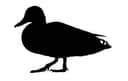 Mallard Duck Silhouette Vector File for Laser Cutting DXF