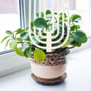 Minimalist Arch Plant Trellis Vector for Laser Cutting