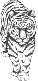 Stalking Tiger Illustration Vector File for Laser Cutting