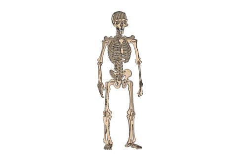 Human Skeleton 3D Puzzle Laser Cut Vector File (DXF)